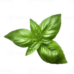 Folhas de Manjericão - Pizza